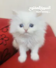  2 قطط هيمالايا