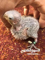  13 فراخ جرين شيك زق يدوي اليفات تركواز  واناناس  ونورمال محجلات من انتاجي اقرأ التفاصيل