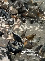  1 فرخ دجاج بلدي عمر شهرين ونص