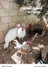  7 حبش ابيض للبيع