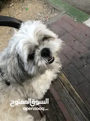  1 بيع كلبة منزلية وديعة جداً