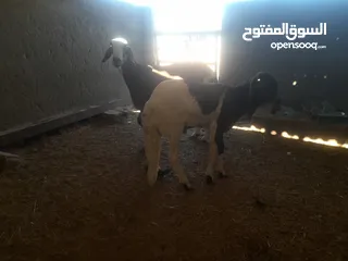  3 نعجه عشره وخرف درجه اولا للبيع