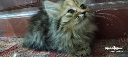  1 قطة شيرازي
