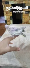  3 جوزين كوكتيل للبيع