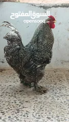  5 ديوك براهما بيور
