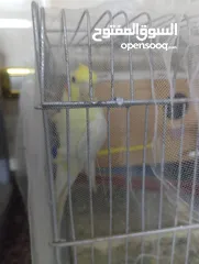  4 جوز كوكتيل مع المطير تحتي بيض