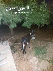 4 كره  للبيع قطعه نضيفه