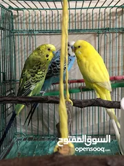  2 ثلاث عصافير حب اليفات جدا وصوت جميل بألوان جميلة مع قفص واسع