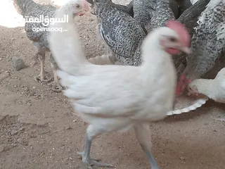  4 فراخ للبيع