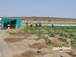  10 مزرعه للبيع في ولاية المضيبي / الشويعي