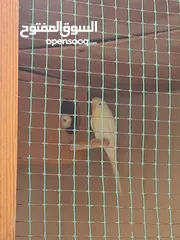 6 للبيع طيور لاتيني بيور