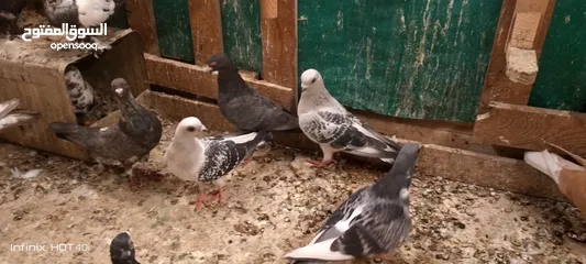  7 حمام مشكل للبيع