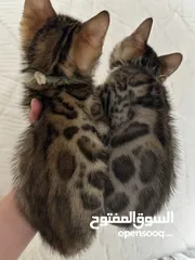  2 Bengal Kittens - قطط بنغال
