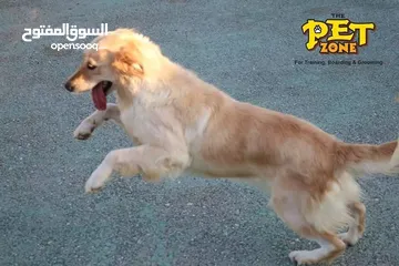  12 Dog hotel ...