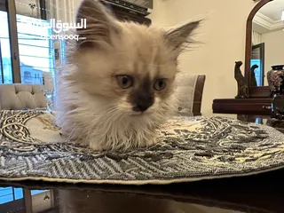  1 قطط في عمان