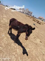  1 حمار غنم للبيع قابل للبدل