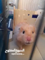  2 هامستر سوري للبيع