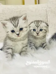  2 قطط للبيع م الام