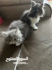  1 قطة هملايا