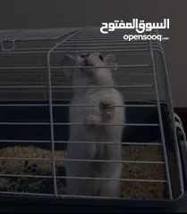  2 Selling a Dwarf Rex Mix Rabbit