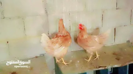 1 متاح صيصان لوهمان اصلي
