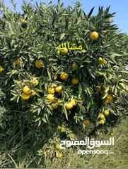  16 مزرعه مثمره للبيع