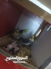  2 جوز كوكتيل شغال للبيع بالصلاة على النبي