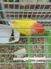  14 جوزين فيشر و روز الأسعار في الأسفل