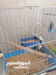  3 جوز روز للبيع بسعر مناسب