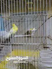  4 طيور كنار.