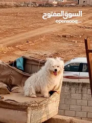  2 ذكر كوتون دي تولير ............للتفاصيل الاكثر للتواصل واتس او ع السوق المفتوح