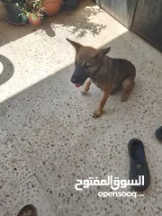  9 اكلاب للبيع جولدن وا مالينو