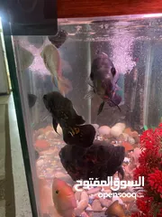  29 حوض سمك اوسكر كامل اغراضو للبيع