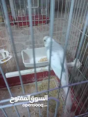  10 3 جواز حب مع فراخ شغالااات مقفصات 3 معالف