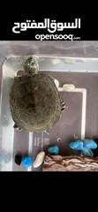  2 للبيع سلحفاة turtle