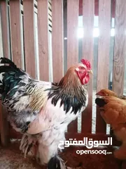  2 دجاج براهمي