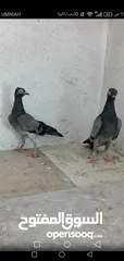 2 حمام شلبي نخب اول