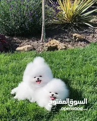  2 Pomeranian puppies