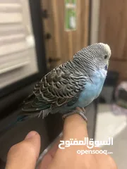  2 طائر حب نادر أليف  A rare love bird