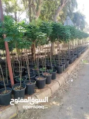  21 ركن المنزل لخدمات الزراعة العامة وتنسيق الحدائق وصيانتها مع خدمة التوصيل لكافة محافظات المملكة