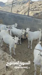  1 جداية صوماليات مطعومة للبيع