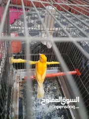  12 بعد الصلاة على النبي 13 حبة كنار للبيع