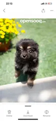  8 The worlds cutest puppies Looking for a loving homes