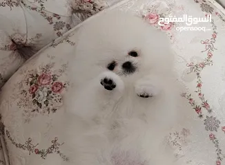  3 جراء بوميرانيان صحية