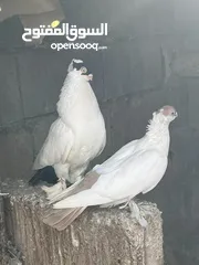  5 حمام زواج زق