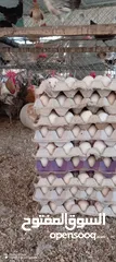  2 بيض عماني مخصب