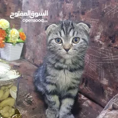  3 ذكر شيرازي و انثى سكوتش عمرهم 7 اشهر للبيع