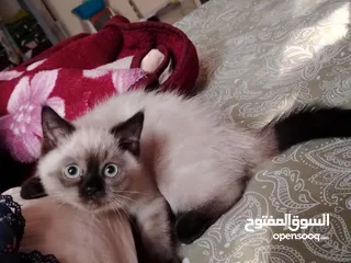  11 50days Ragdoll mix with Persian