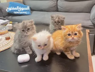  1 Cute Persian kittens
