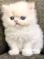  2 Persian cat for sale